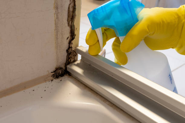 Why You Should Choose Our Mold Remediation Services in Lake Hiawatha, NJ